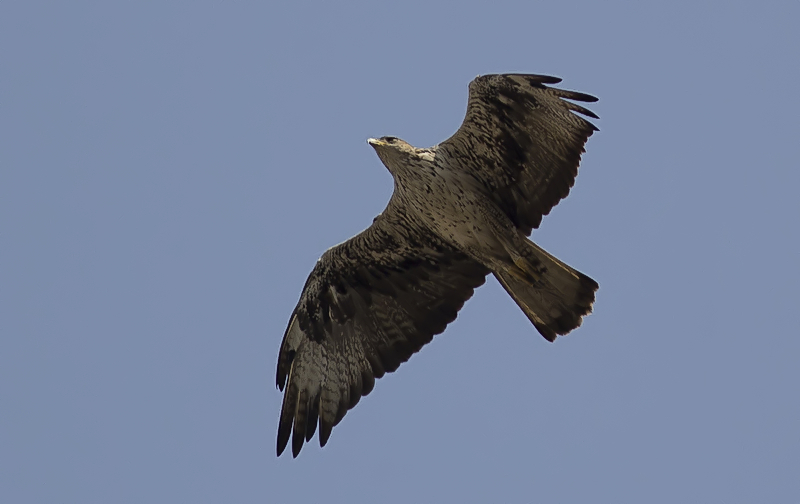 Bonelli's Eagle